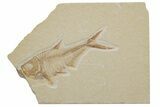 Fossil Fish (Diplomystus) - Green River Formation #217567-1